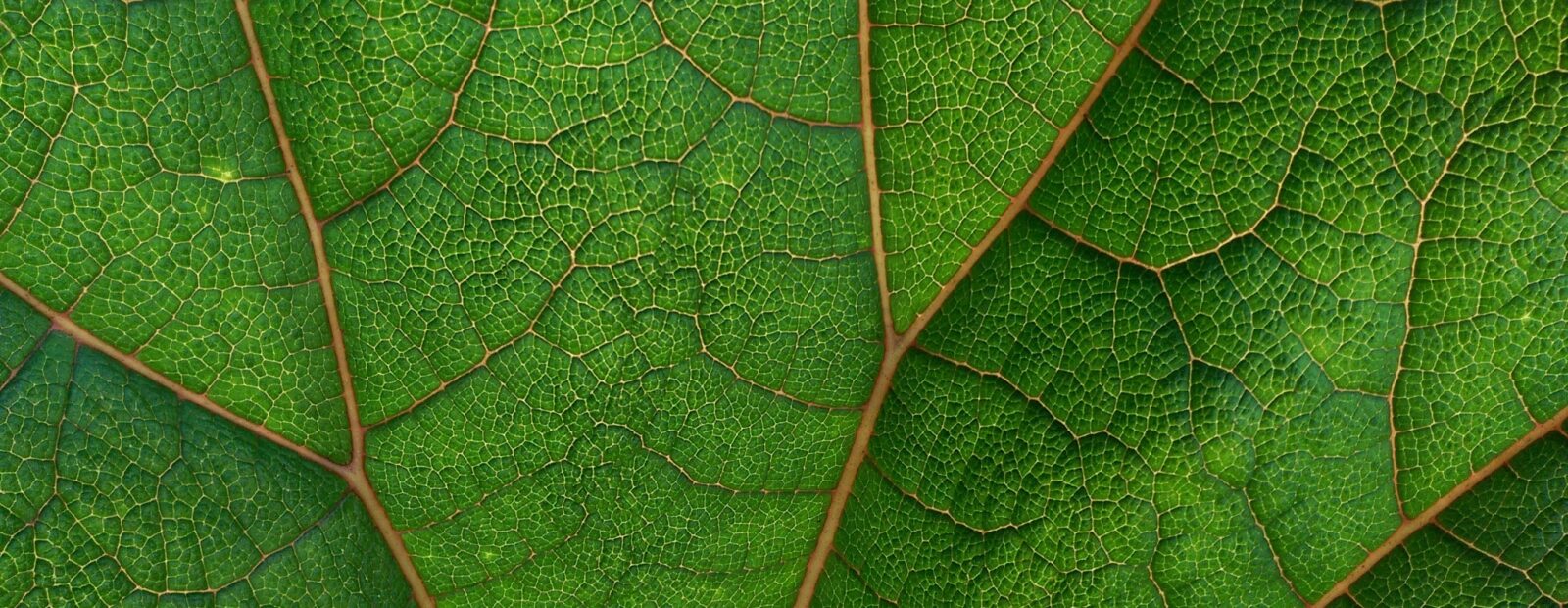 Image of a green leaf