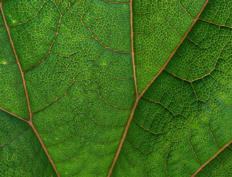 Image of a green leaf